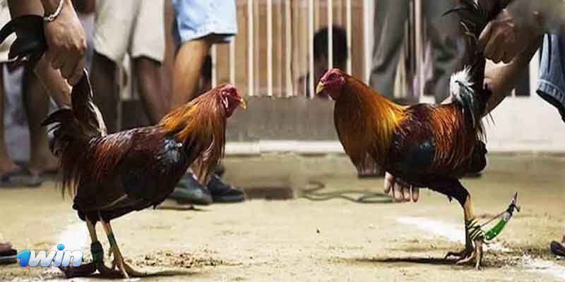 Cockfighting 1win Bangladesh - Outstanding Features Of Cockfighting 1win Bangladesh Cockfighting 1win Bangladesh - Outstanding Features Of Cockfighting 1win Bangladesh